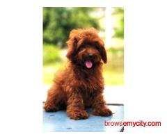 KCI Goldendoodle Puppies Available for Sale in Pune