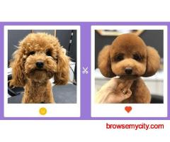 Pet Grooming Service at Home in Agra