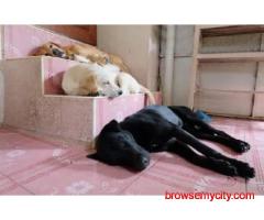Dog Boarding Services in Agra
