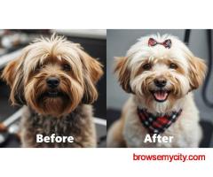 Pet Grooming Service at Home in Kochi