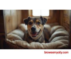 Dog Boarding Services in Kochi