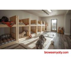 Dog Boarding Services in Bangalore