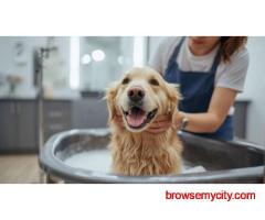 Pet Grooming Service at Home in Bangalore