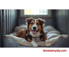 Dog Boarding Services in Delhi