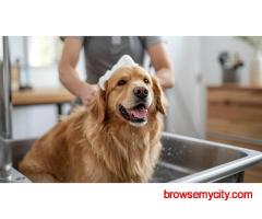 Pet Grooming Service at Home in Delhi