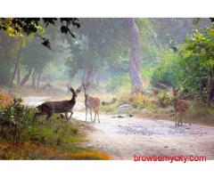 Corbett National  Park Package 2 Nights 3 Days