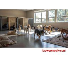Dog Boarding Services in Chennai
