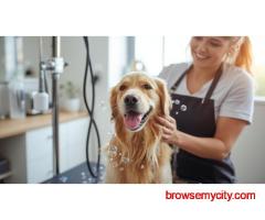 Pet Grooming Service at Home in Chennai