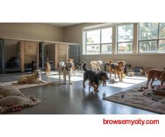 Dog Boarding Services in Hyderabad