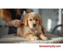 Pet Grooming Service at Home in Hyderabad