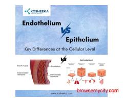 Endothelium vs Epithelium: Key Differences at the Cellular Level