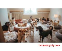 Dog Boarding Services in Pune