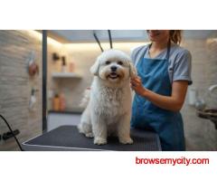Pet Grooming Service at Home in Pune