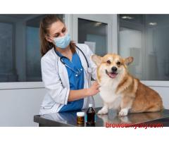 Billu & Bella - Pet Toys Shop in Dwarka