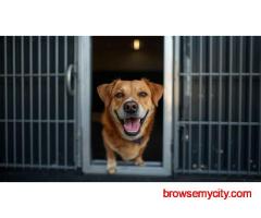 Dog Boarding Services in Ahmedabad