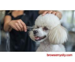 Pet Grooming Service at Home in Ahmedabad