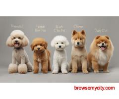 Pet Grooming Service at Home in Noida