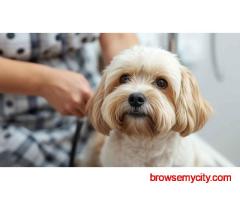 Pet Grooming Service at Home in Lucknow