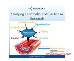Studying Endothelial Dysfunction in Research