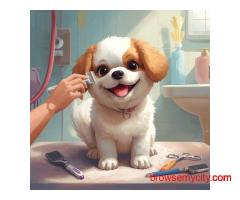 Pet Grooming Service at Home in Chandigarh