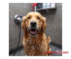 Pet Grooming Service at Home in Patna