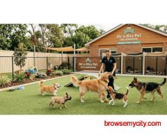 Dog Boarding Services in Surat