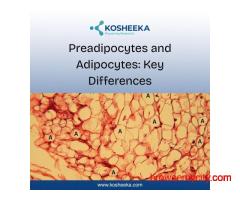 Preadipocytes and Adipocytes: Key Differences