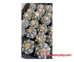 mescaline for sale