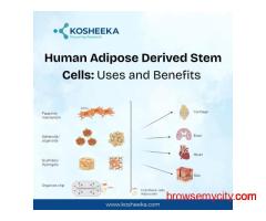 Human Adipose Derived Stem Cells: Uses and Benefits