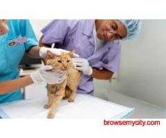 Billu & Bella - Pet Shop in Dwarka