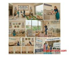 Dog Boarding Services in Nagpur
