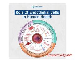 Role of Endothelial Cells in Human Health