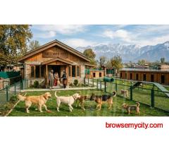 Dog Boarding Services in Srinagar JK