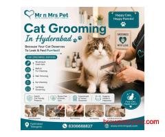 Cat Grooming In Hyderabad
