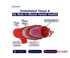 Endothelial Tissue and Its Role in Blood Vessel Health