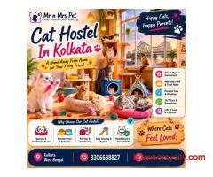 Cat Hostel In Kolkata