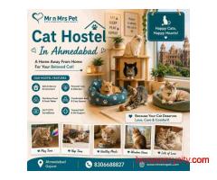 Cat Hostel In Ahmedabad