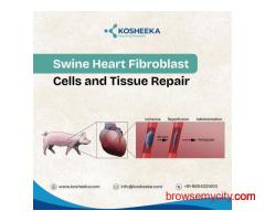 Swine Heart Fibroblast Cells and Tissue Repair