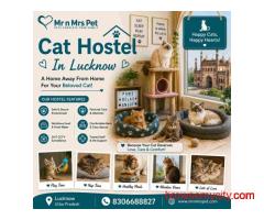 Cat Hostel In Lucknow