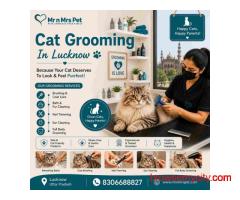 Cat Grooming In Lucknow