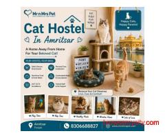 Cat Hostel In Amritsar