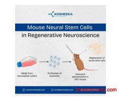 Mouse Neural Stem Cells in Regenerative Neuroscience