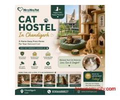Cat Hostel In Chandigarh