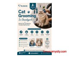 Cat Grooming In Chandigarh