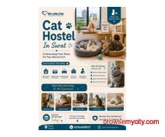 Cat Hostel In Surat