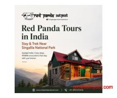 Red Panda Tours in India – Stay & Trek Near Singalila National Park