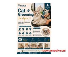 Cat Grooming In Agra