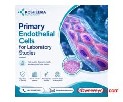 Primary Endothelial Cells for Laboratory Studies