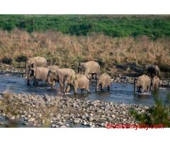 Dhela Zone Jeep Safari Guide & Booking in Jim Corbett Forest