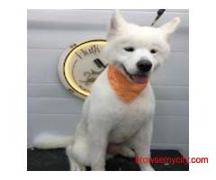 Fluffy Tails - Mobile Pet Grooming in Doha, Qatar
